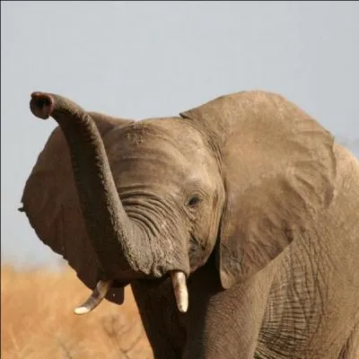 What is the continent of this elephant?