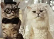 Quiz Les contes du chat caché