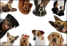 What is the study of dog breeds called?
