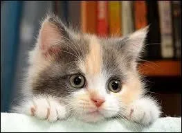 How do you translate the word cat in Spanish?