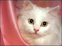 In what year was the song Le Chat by French band Telephone released?