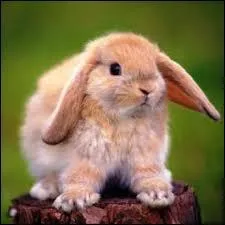 What is the name of the breed of rabbit in the photo?