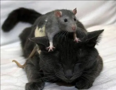 Which expression best matches the picture?