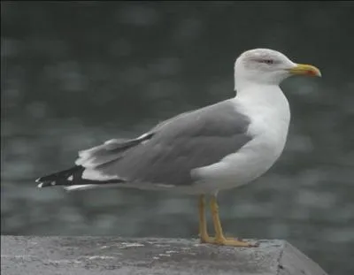 What is the name of this seabird?
