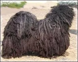 Find the city with this dog breed!