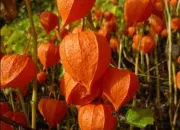 Quiz Trésors de la nature aux multiples noms