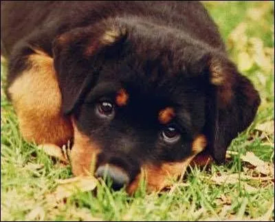 What is your fave animal ?