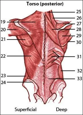 In the image below, the latissimus dorsi is indicated by label number :
