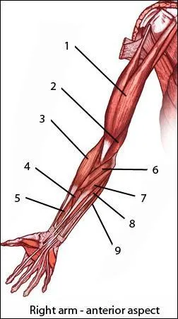 In the image below, the Brachialis is indicated by label :