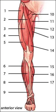 In the image below, the Rectus femoris is indicated by label :