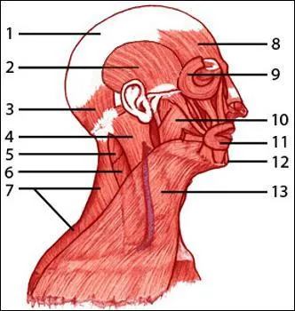 On the diagram presented, label #8 identifies which muscle?