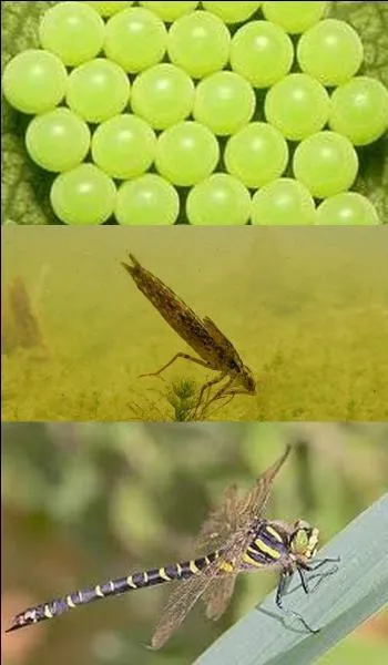 What is the life span of a dragonfly?