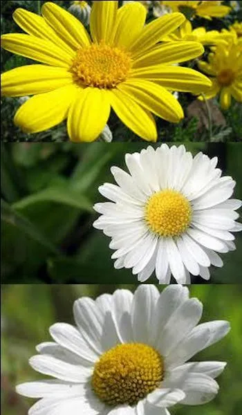 In this photo, how many daisies are there?