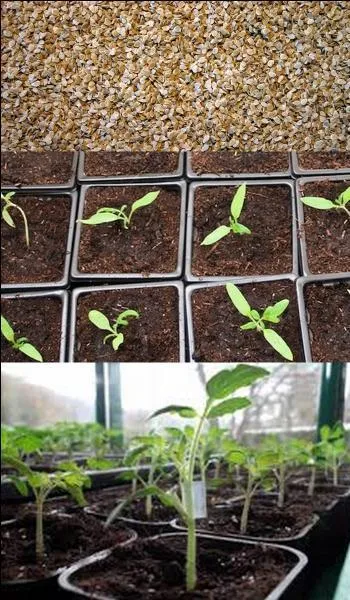 When can tomatoes be sown?