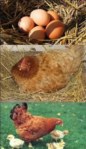 How long does a hen brood?