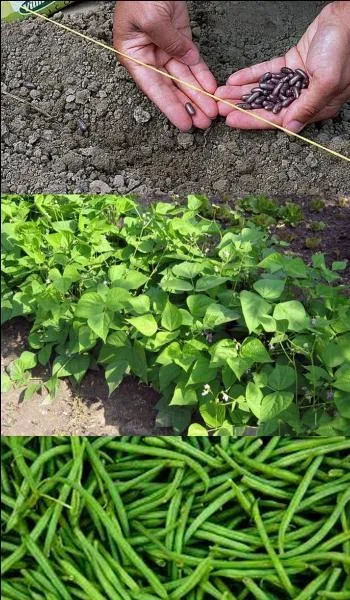 When can beans be planted?