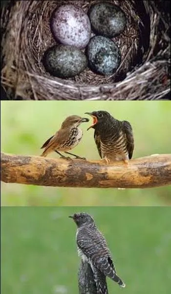 When does the gray cuckoo leave Europe?