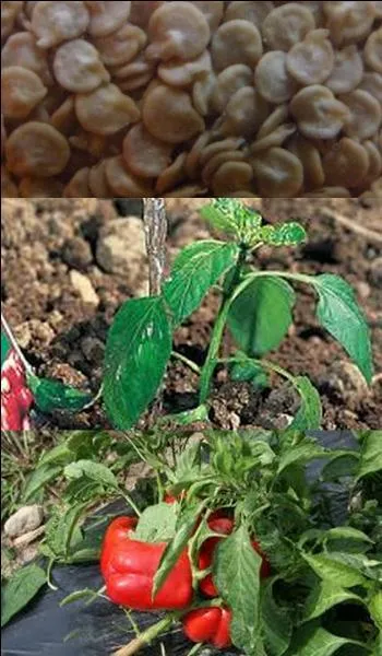 When can I pick peppers?