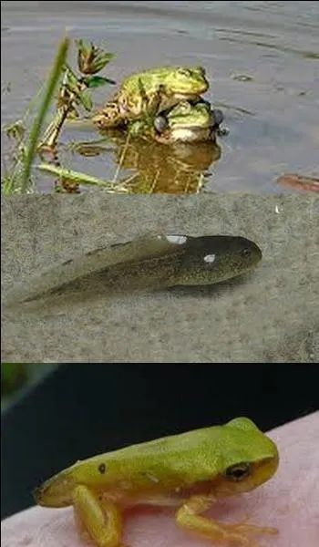 How long does it take a tadpole to become a frog?