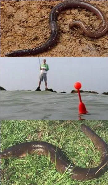 In which sea do eels reproduce?