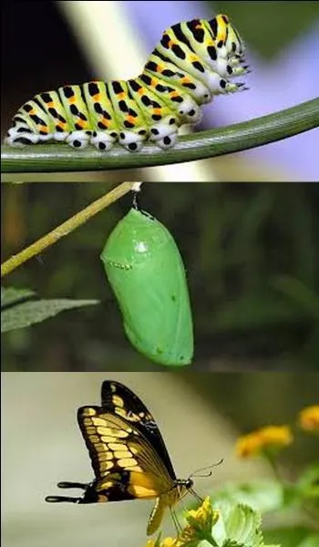 Which is the correct spelling?