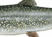 Quiz Maine Fish Identification