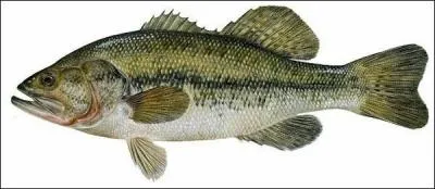 What species of fish is this?