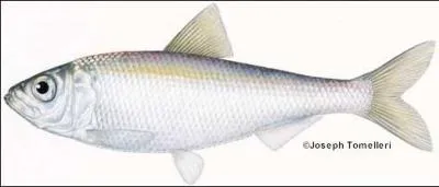 What species of fish is this?