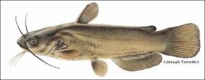 What species of fish is this?