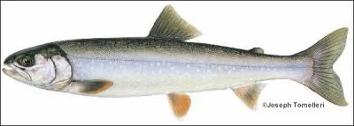 What species of fish is this?