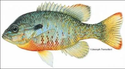 What species of fish is this?