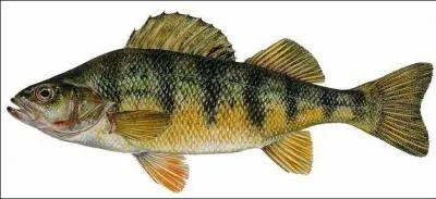 What species of fish is this?