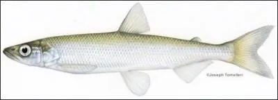 What species of fish is this?