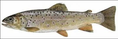 What species of fish is this?