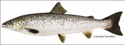 What species of fish is this?