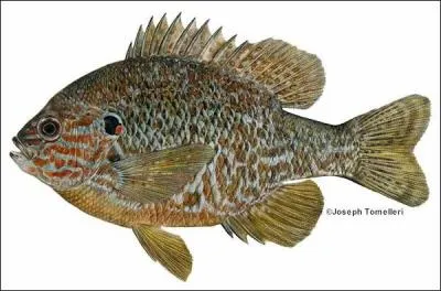 What species of fish is this?