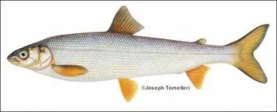 What species of fish is this?