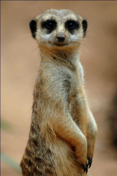 Select the habitat this meerkats live in.