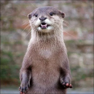 Select the habitat this otter lives in.