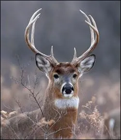 Select the habitat this deer lives in.
