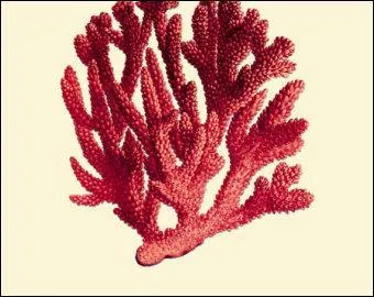 Which habitat would you find coral in?