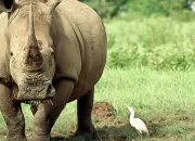 Quiz Les animaux que l'on confond régulièrement