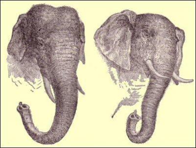 The African elephant has ears smaller than Indian elephant !