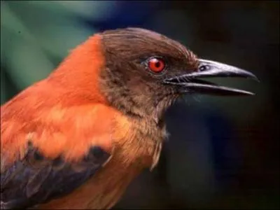 Certains birds are venomous !