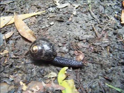 Certain ground snail can be carnivorous !