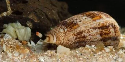 A marine shell can prick a human being and kill him !