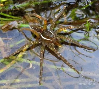 There is a spider which lives under the water !