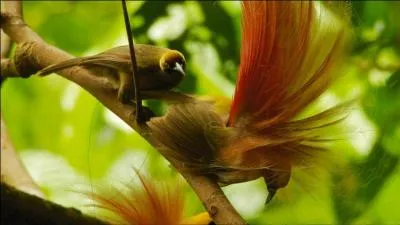 Birds of Paradise live in New-Zeland !