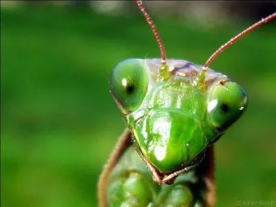 On this photo, we see a grasshopper !