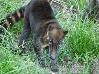 This animal lives in America !